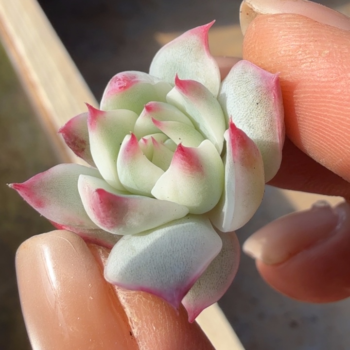 吉娃娃锦腹轮锦无根