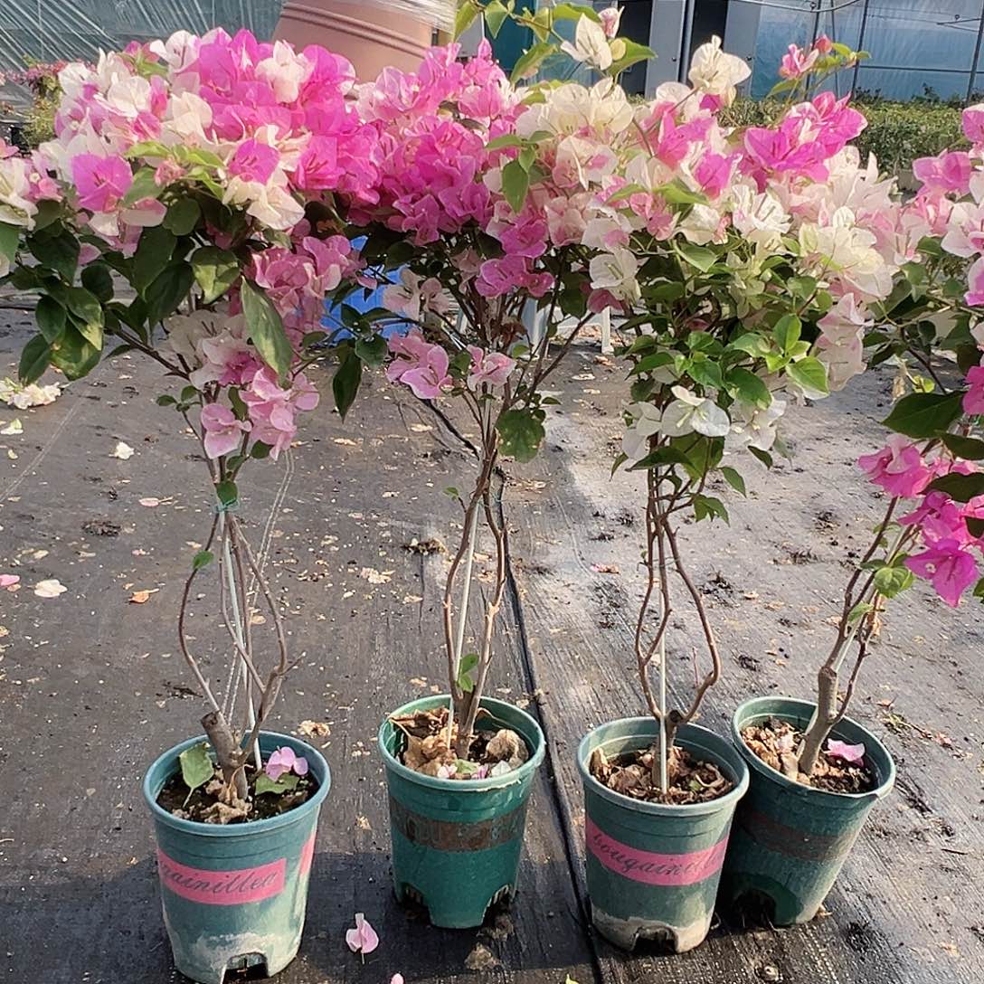 大部分花苞少量开放广红樱棒棒糖带竹一棵