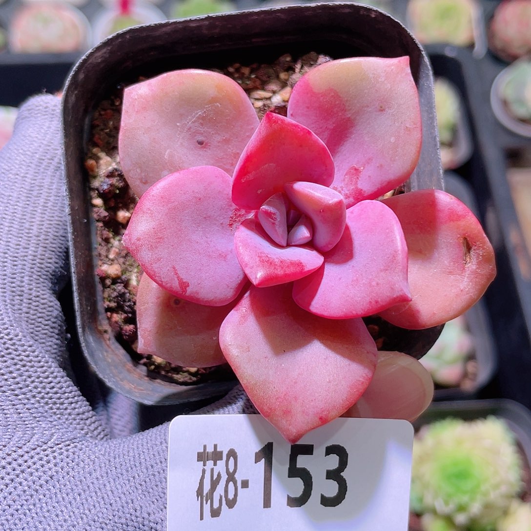花利美 8-153彩虹糖