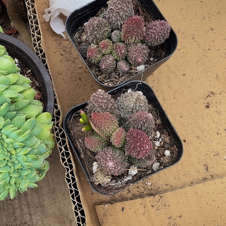 珠子玉带盆土发货