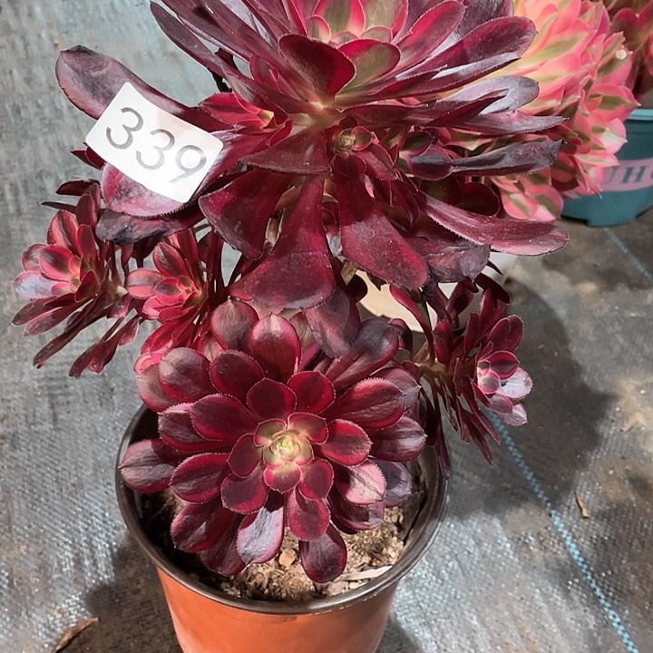 丽娜339冠幅24cm