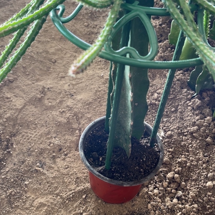 J***i一套花架^_^^_^^_^^_^^_^