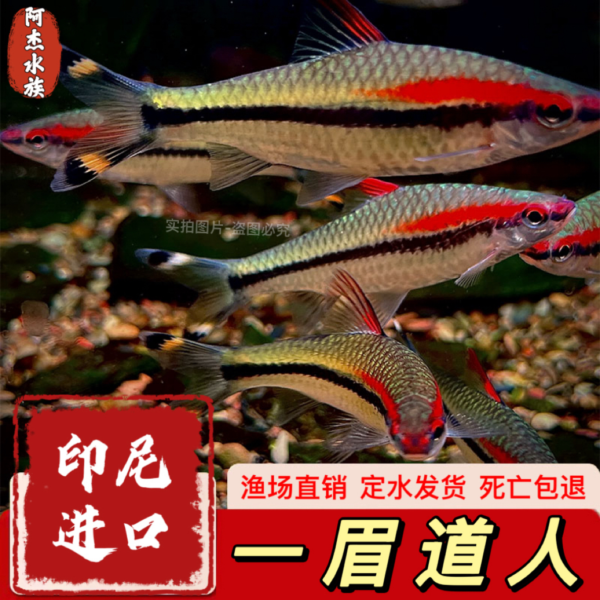 一眉道人混养红眉道人中小型观赏灯科鱼淡水好养草缸群游好热带鱼