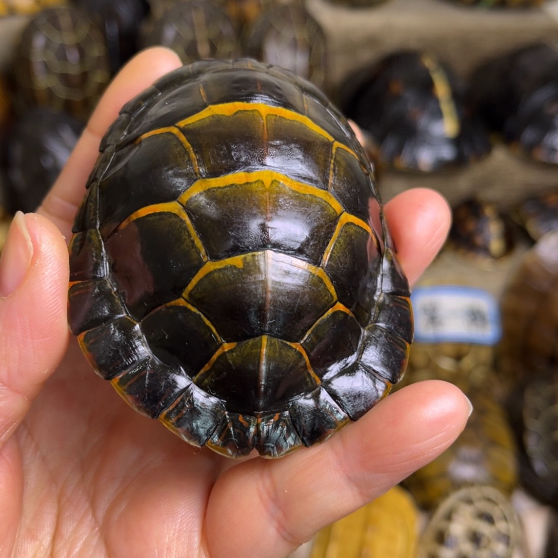 新骨瓷妖*精品龟壳手把件