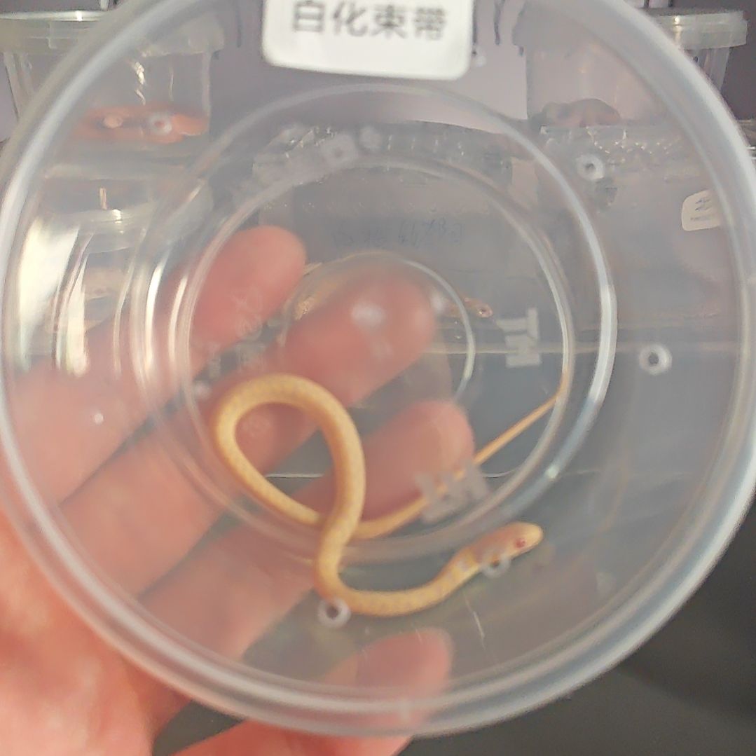 豹纹守宫白化束带