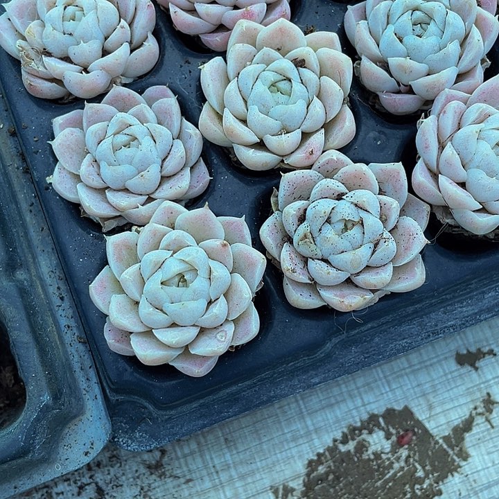 单头小白女王1.5带土