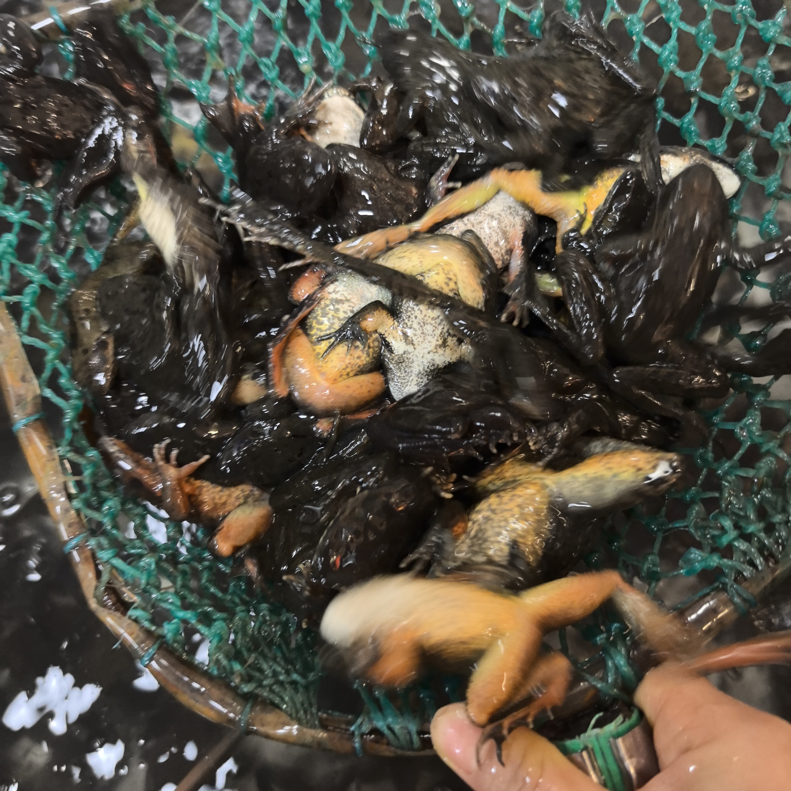 吉林当地林蛙 公林蛙 鲜活发货顺丰包邮 3斤一份送大酱