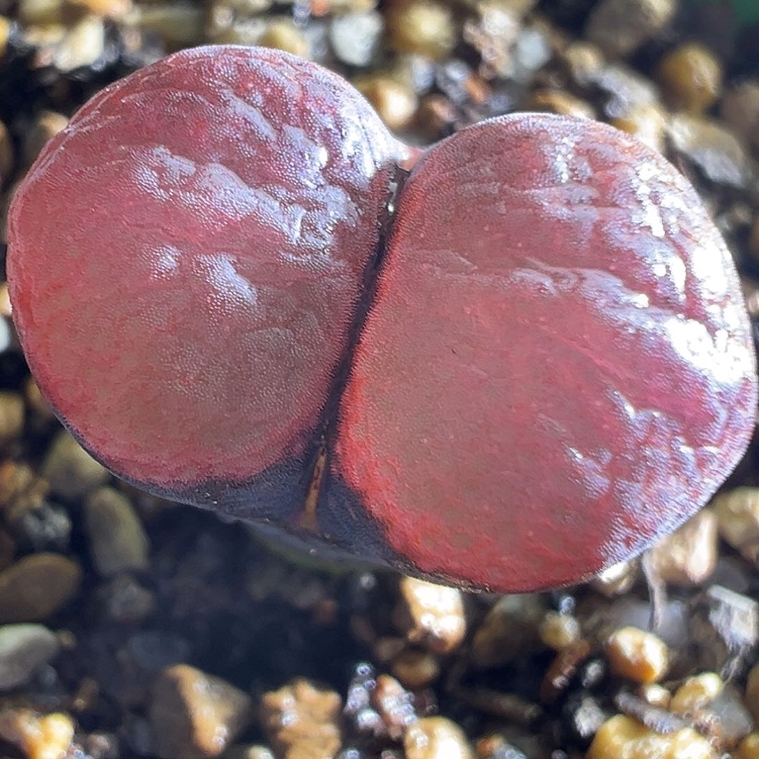 328#。  赤焰杂交。     