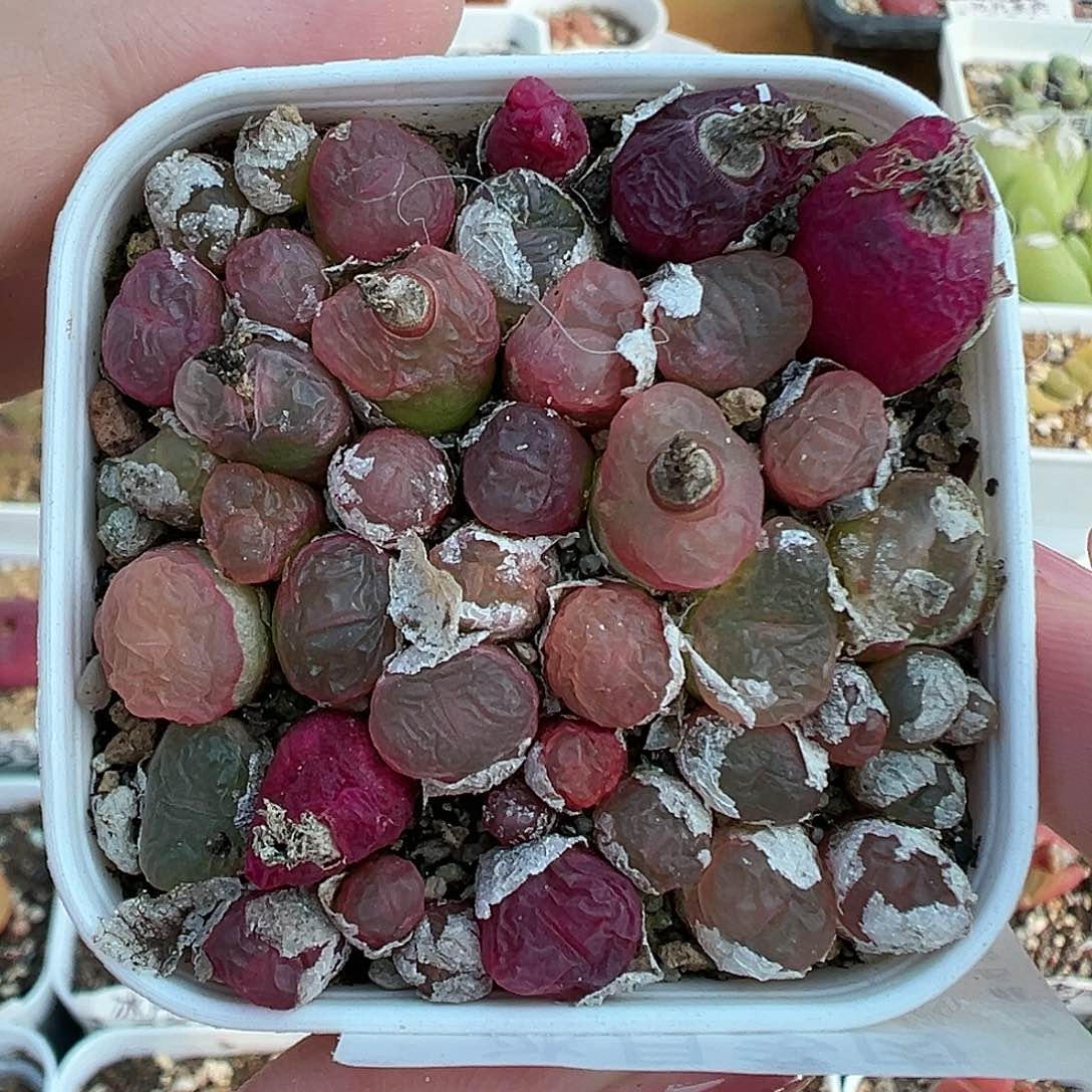 360超毛带盆土发货