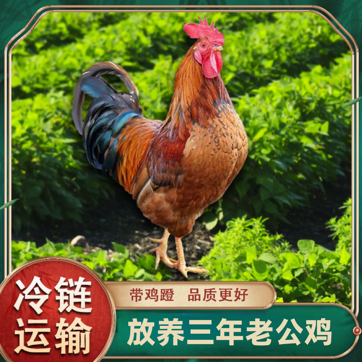  【阿香】农家放养3年老公鸡 新鲜现杀 一只净重4.5-5斤 带脚蹬