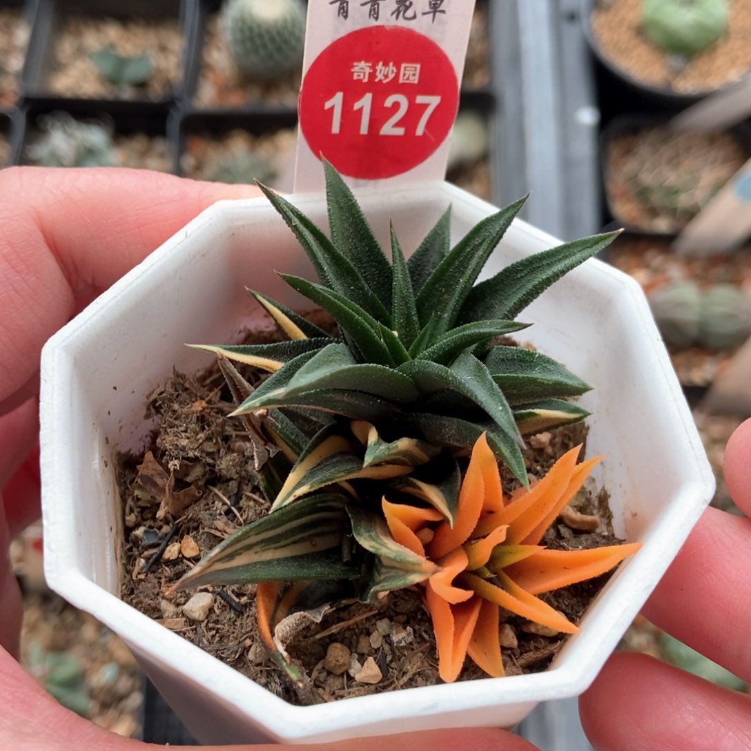 象牙塔锦一颗仙人球