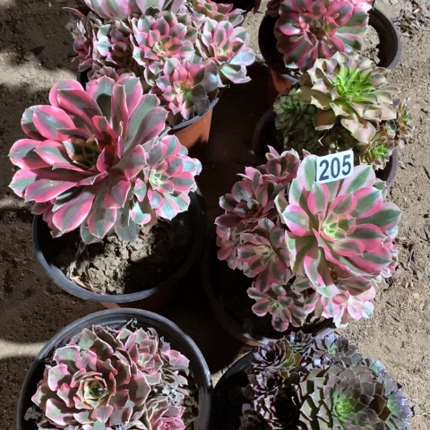 淼***艺205八棵法师多肉植物