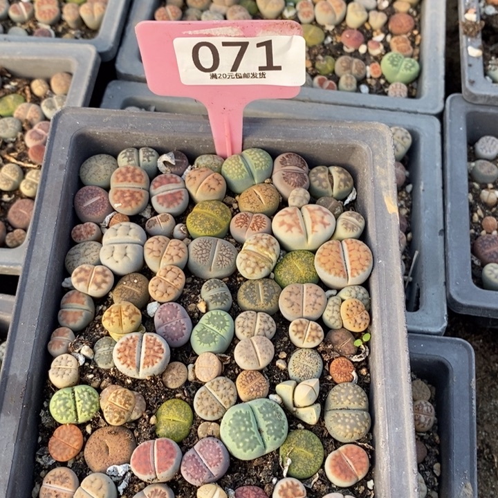 墨***浓生石花等植物的生长发育071