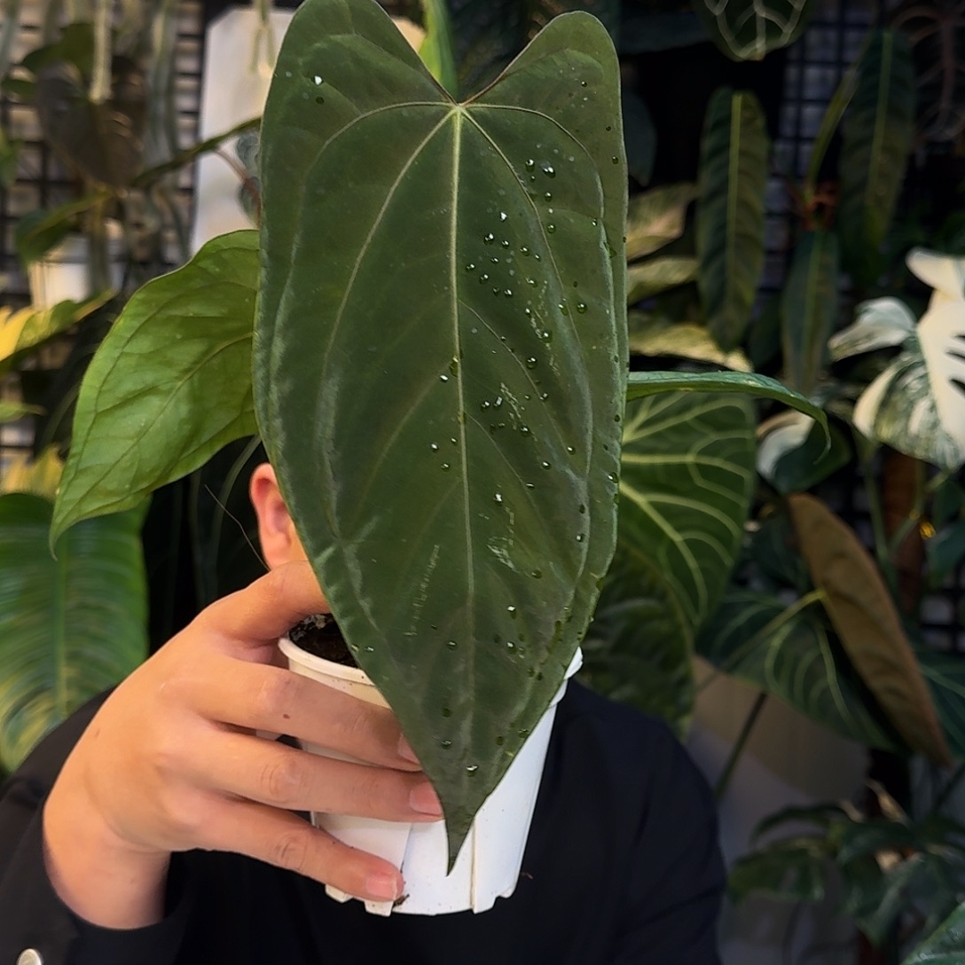 完全开放W155papifs