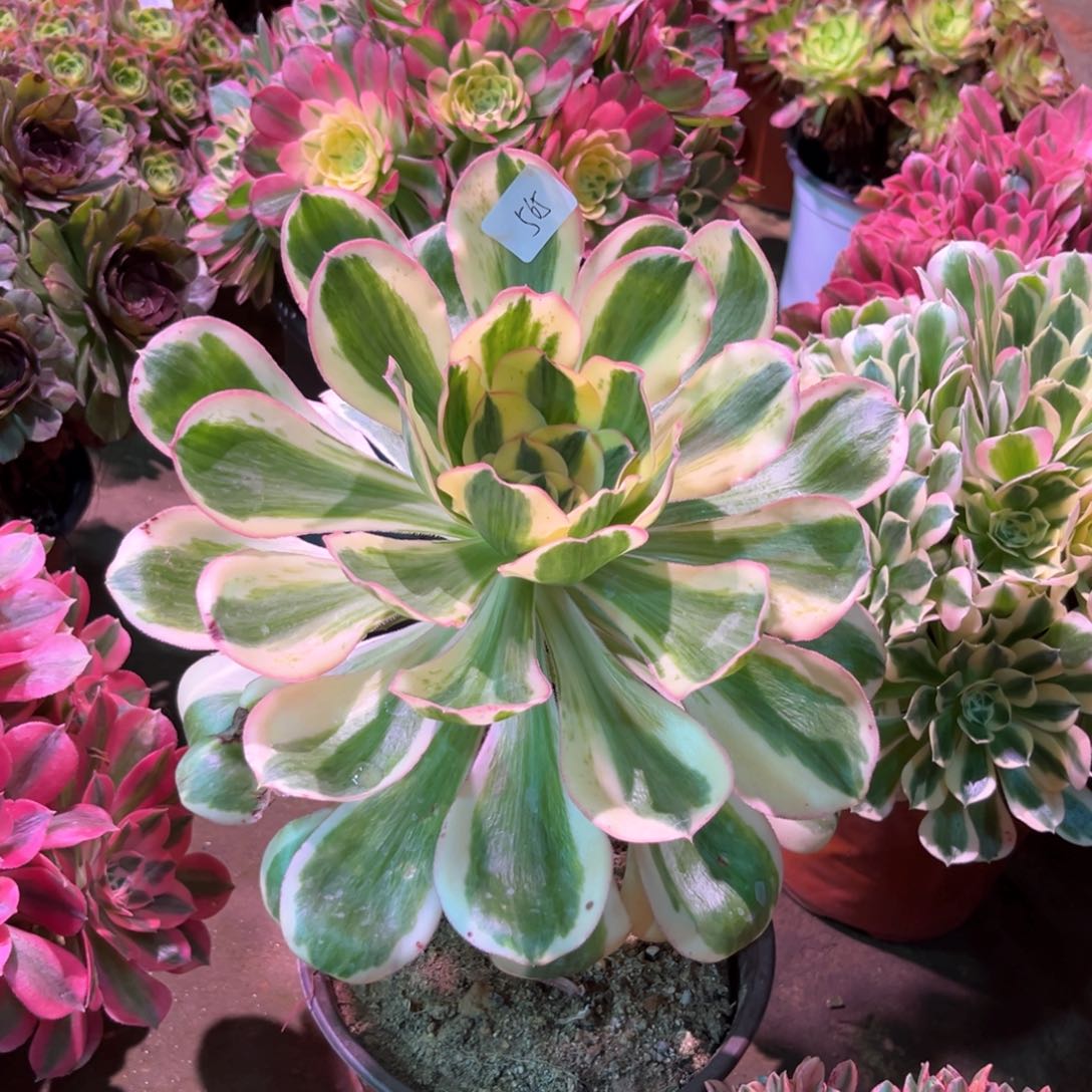 多肉植物燕姿565
