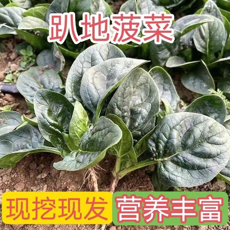 （萱妈优选）河南霜打趴地菠菜红根矮秆趴地菠菜农家自种现挖现发