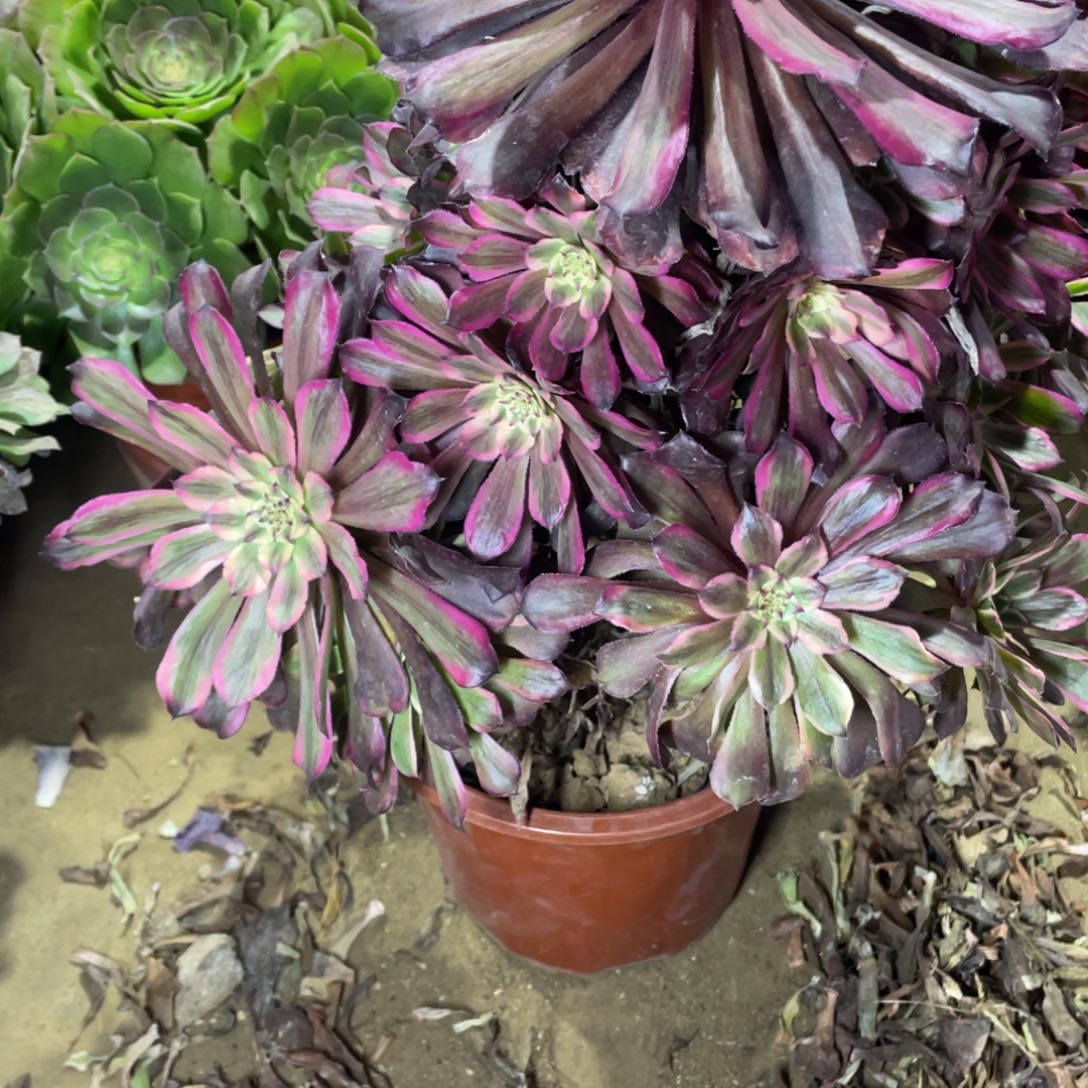 580粉霞多肉法师断枝不包