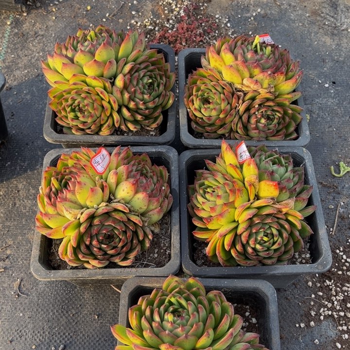 幸*月亮石三头五颗不包整散