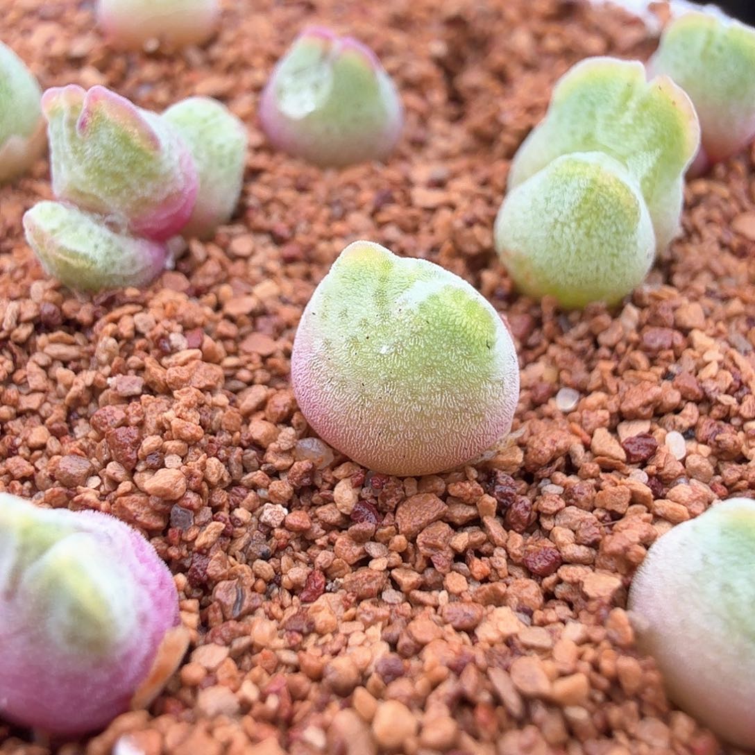 3.17.21/985猪蹄宝宝单头尺寸小