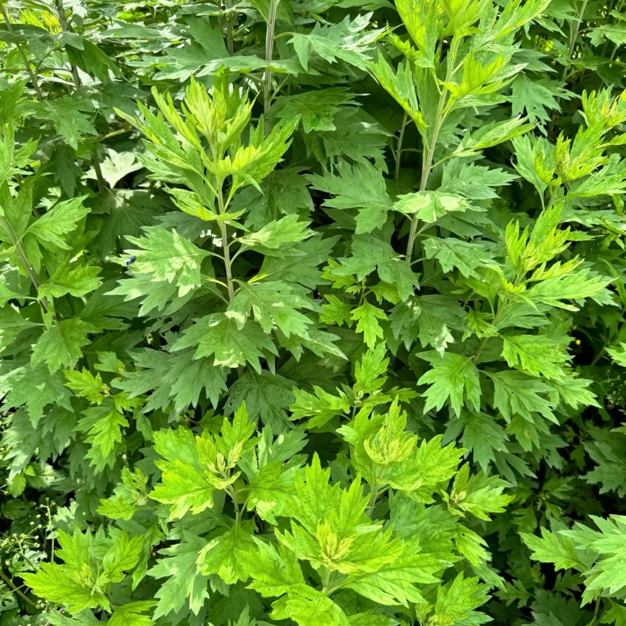 2025端午新鲜艾草端午节艾草挂件门挂整颗发货kg包邮上门江苏省绿色蔬菜