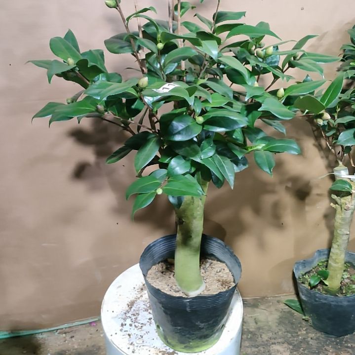 611五品，原盆原土发货，不包邮