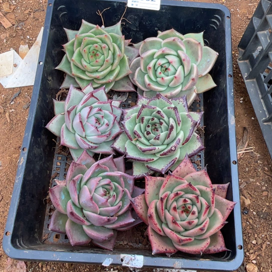 无花朵若茹东云单拍E562