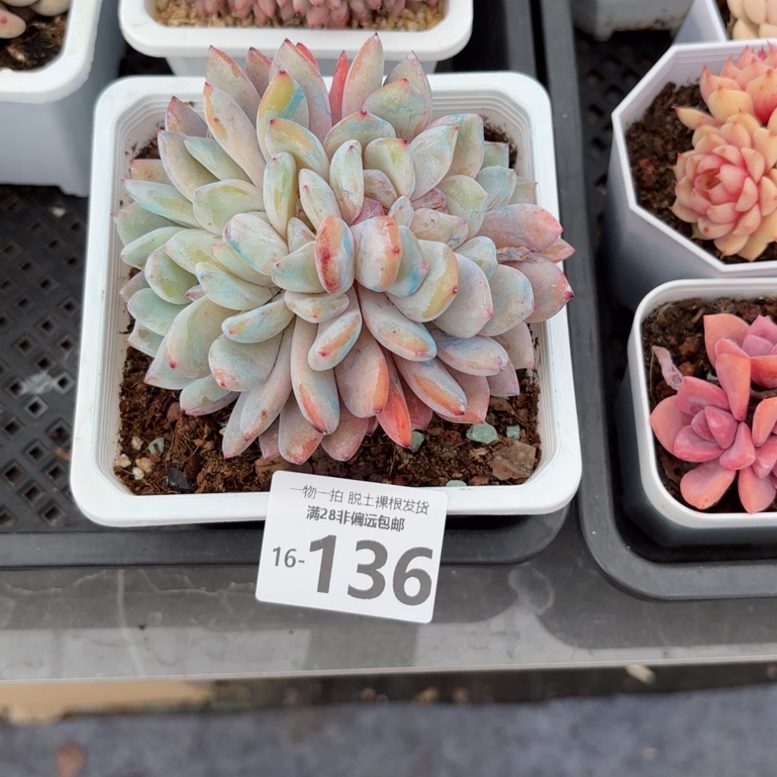 橙梦露缀化一物一拍