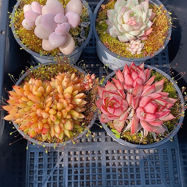 210 多肉植物盆栽花卉盆栽