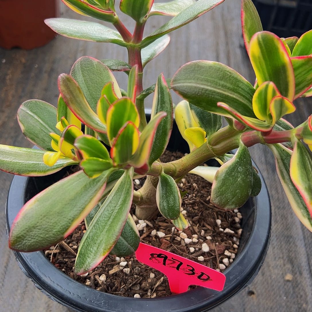 大***琳稀有七彩碟带土球发货9730