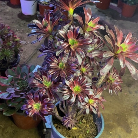 黑法师锦多肉植物4636