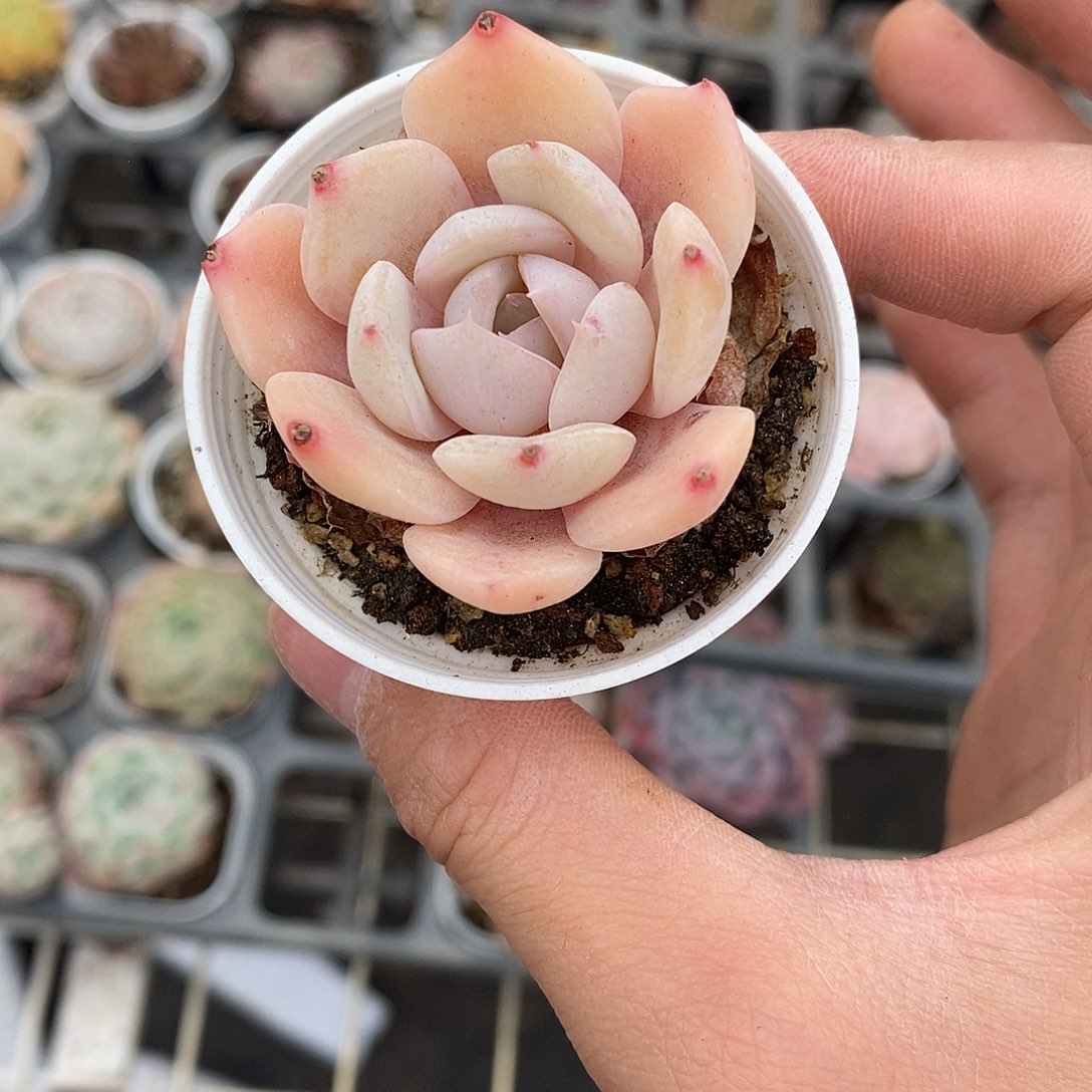 粉色的小可爱293