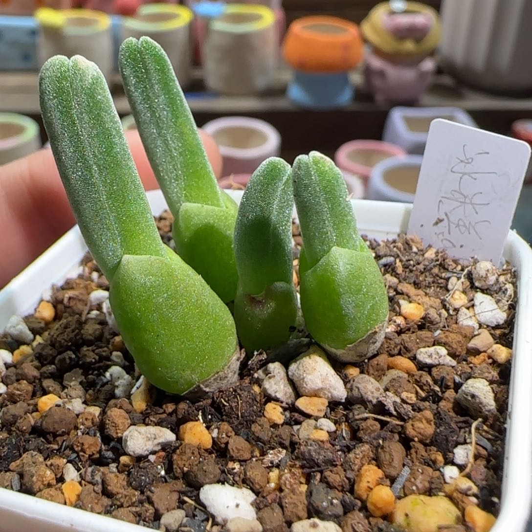 1.16，大兔子，9013无人福利