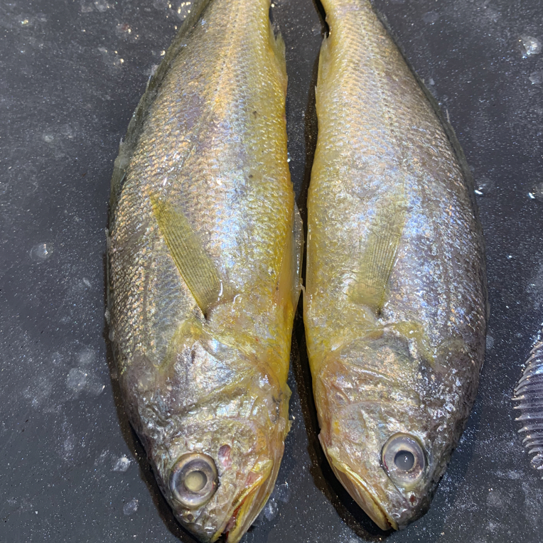 青岛本地野生 大个头小黄花鱼四斤