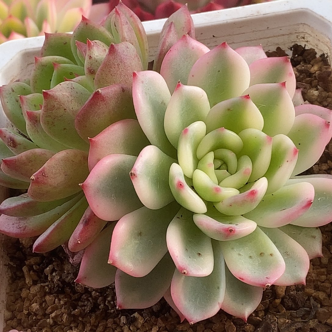 443三文鱼哈哈哈哈哈哈