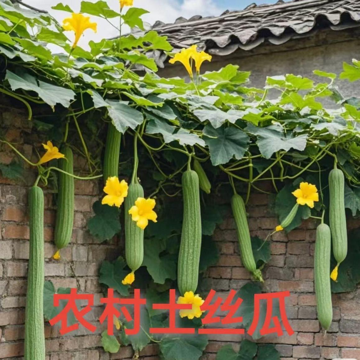 【丝瓜】农村露天阳光菜丝瓜现摘现发长短不一介意勿拍