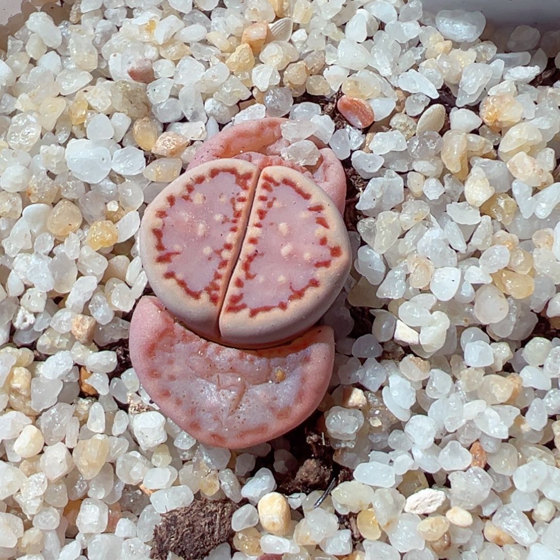 219-501.粉饼干171