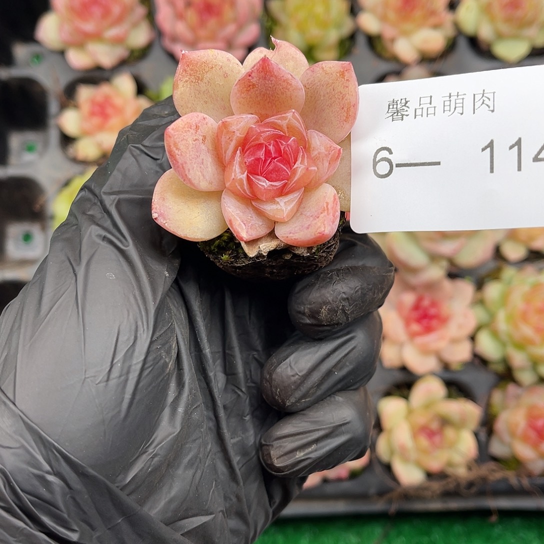 多肉植物一物一拍6-114