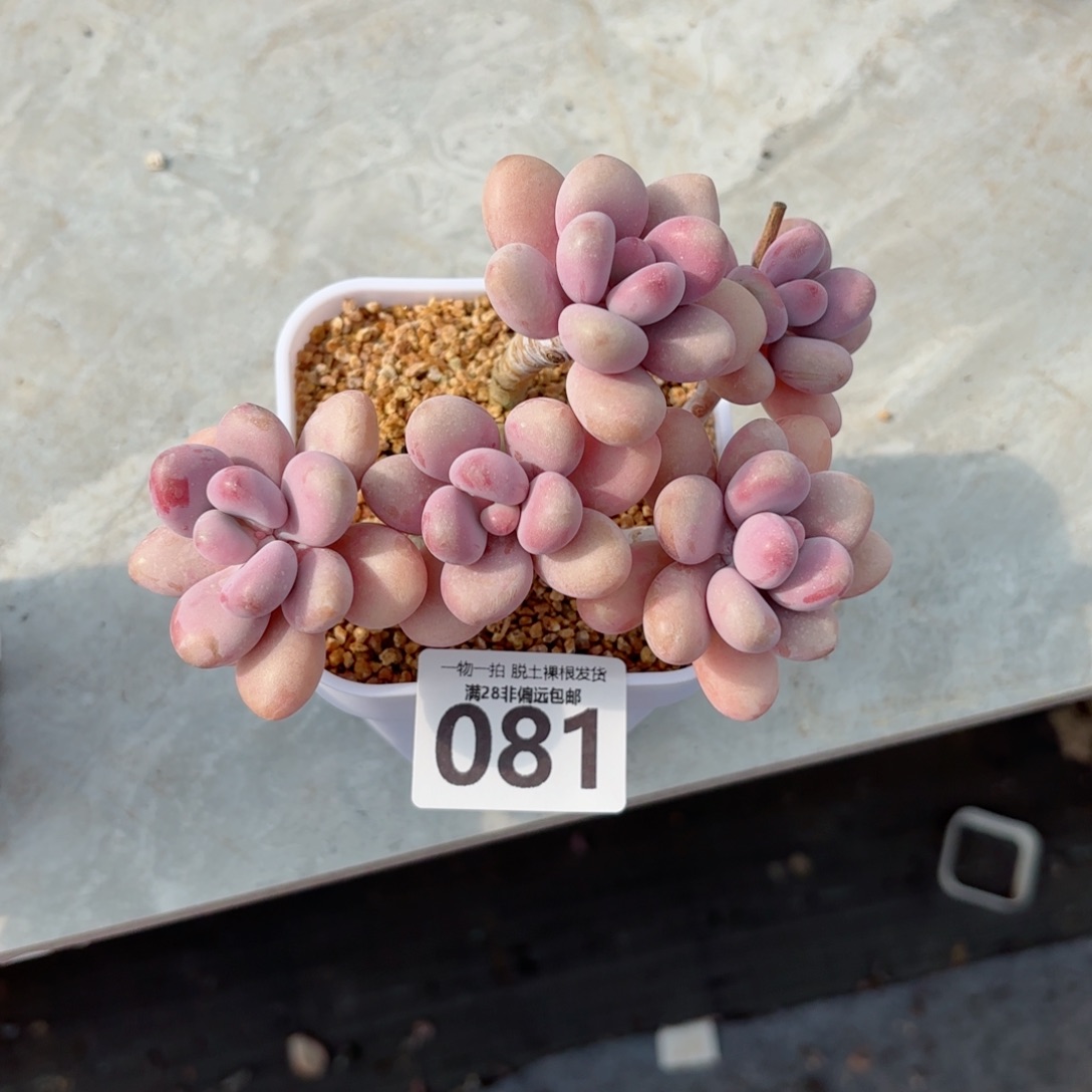 南***喜糖果桃蛋老桩无盆土发货