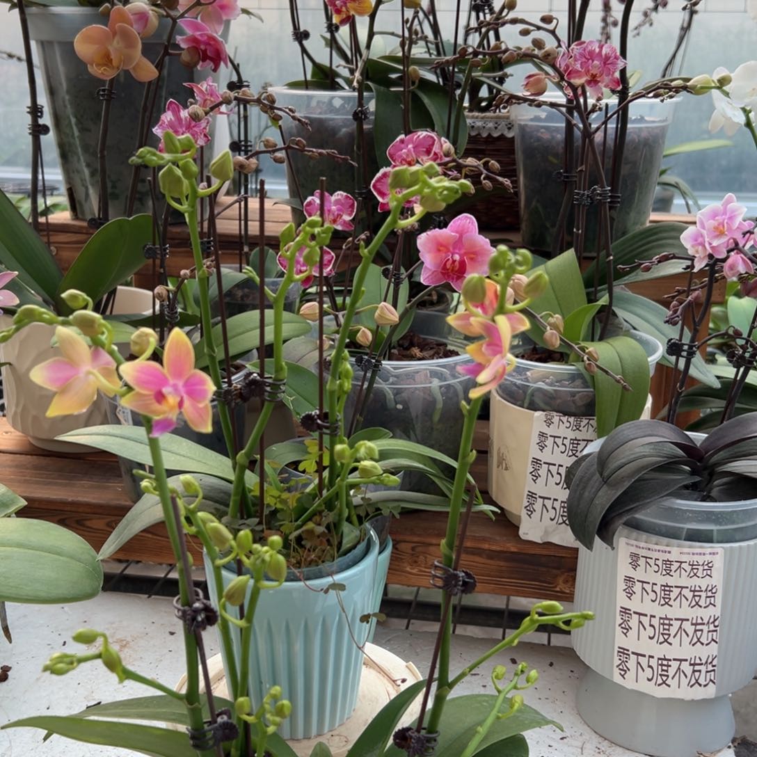 完全开放2616蝴蝶兰