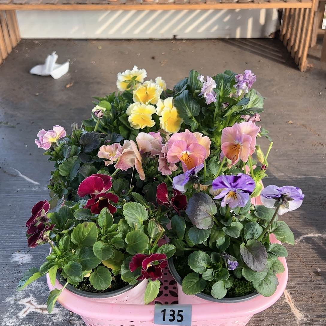 【闪购商品】135号