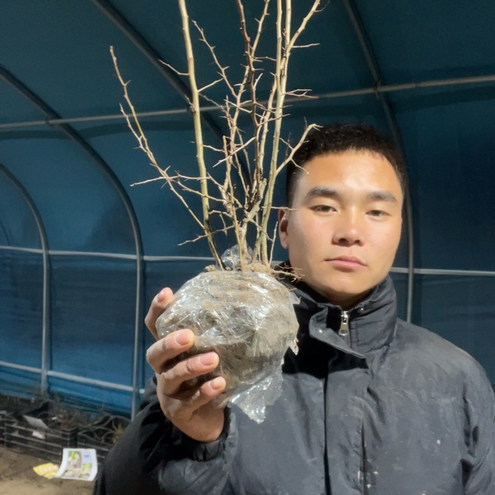 星空海棠花一颗苗