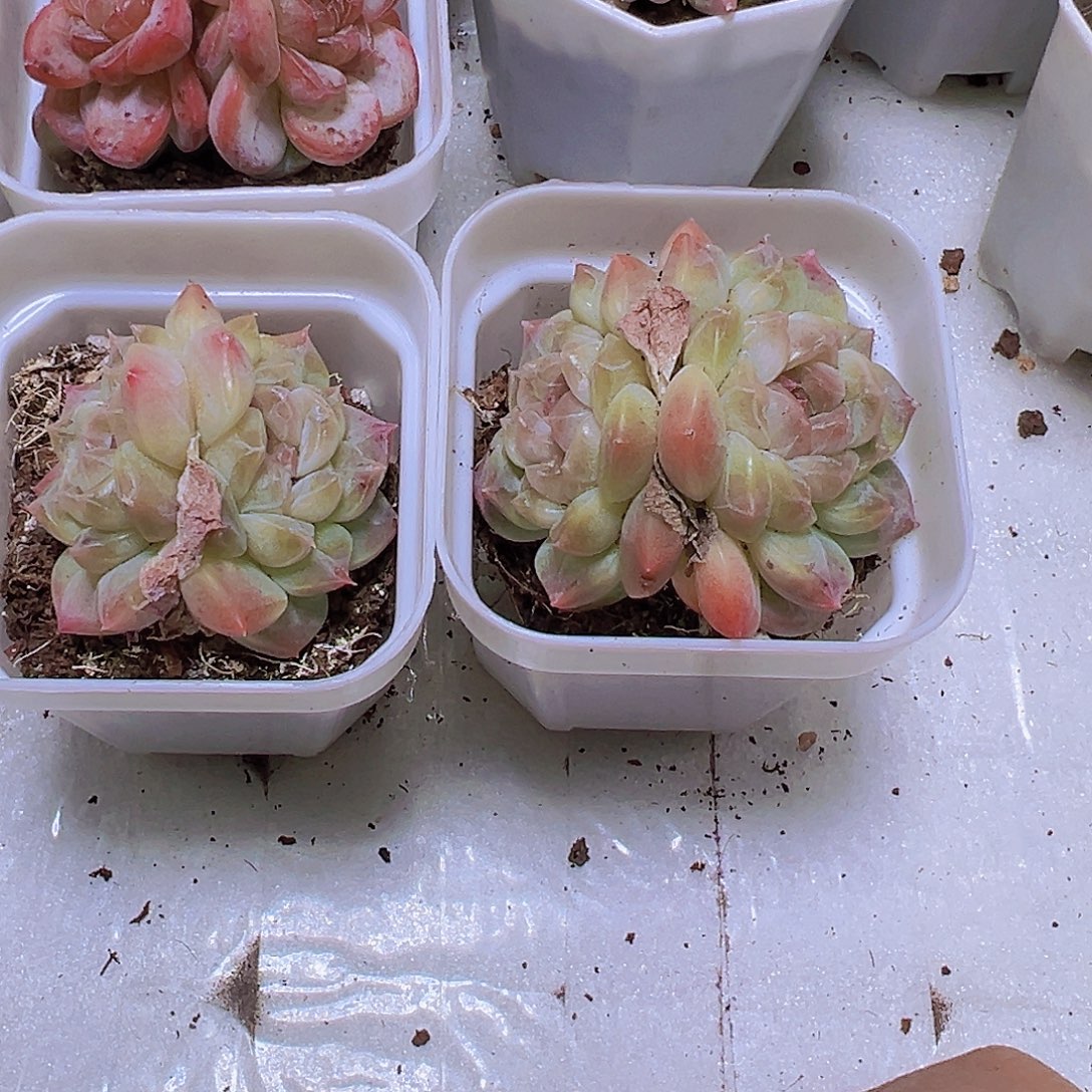 双头流沙珍妮19包邮