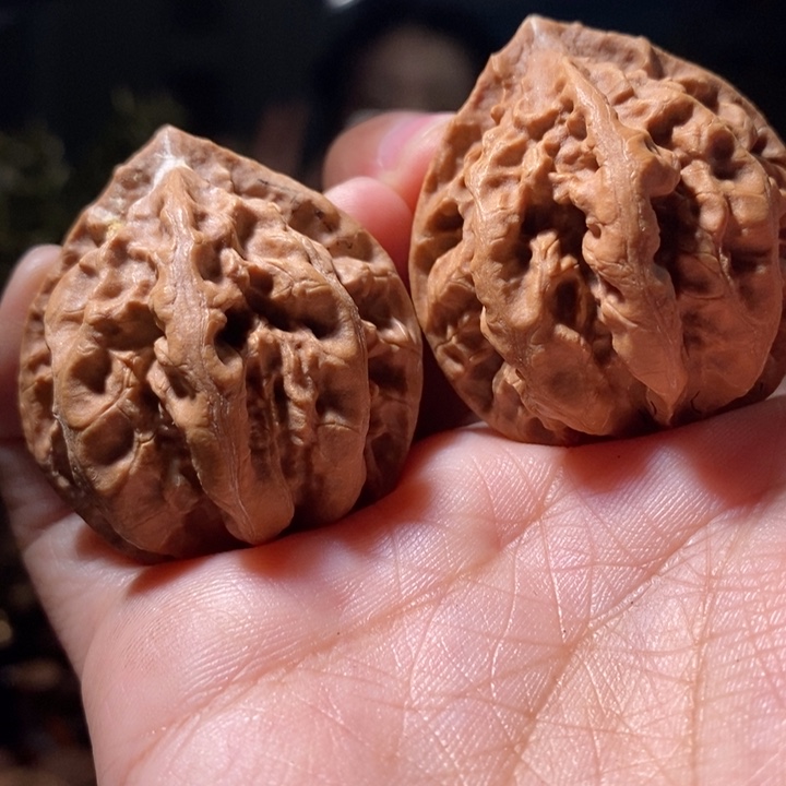 文玩核桃把件东北楸子小路327