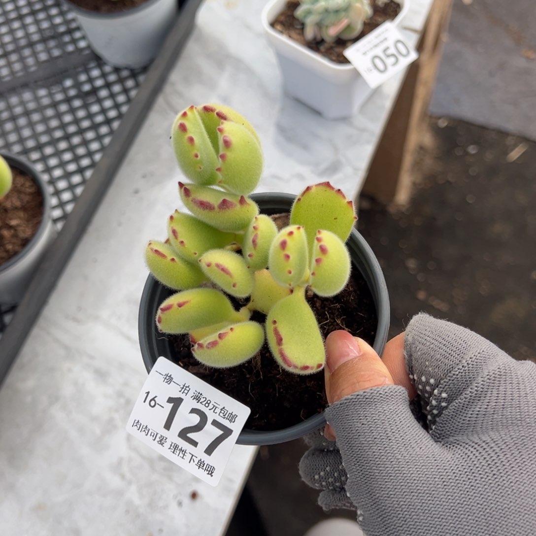 熊童子多肉多肉多肉