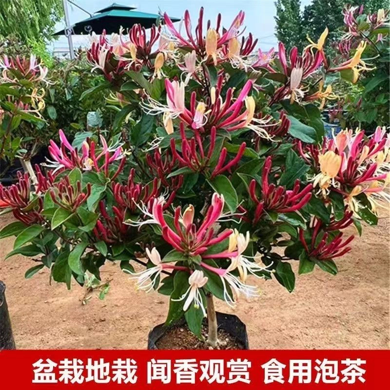 【特价老庄】金银花树苗50-60厘米高后期可以长花苞