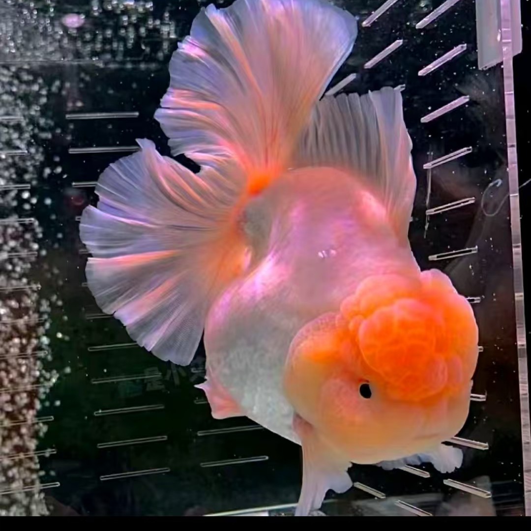 金鱼观赏鱼 泰狮 元宝 冷水鱼 好养耐活 私自下单随机发