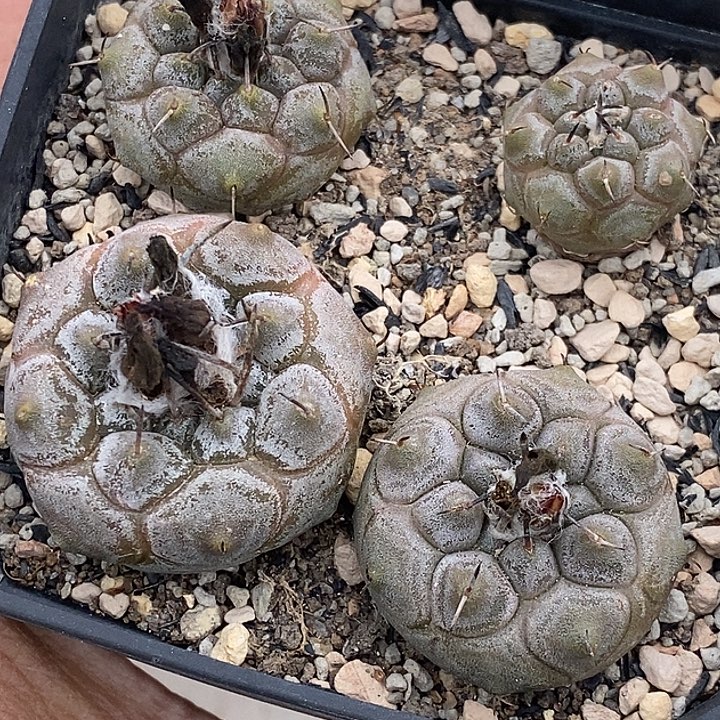 紫肌冬云四个一盆四个