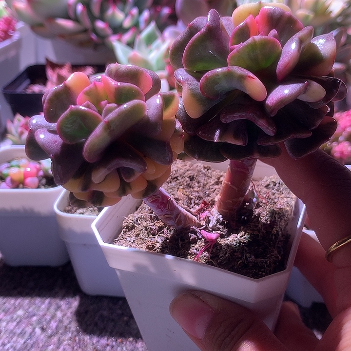 雪精灵花脸拉丝锦有根