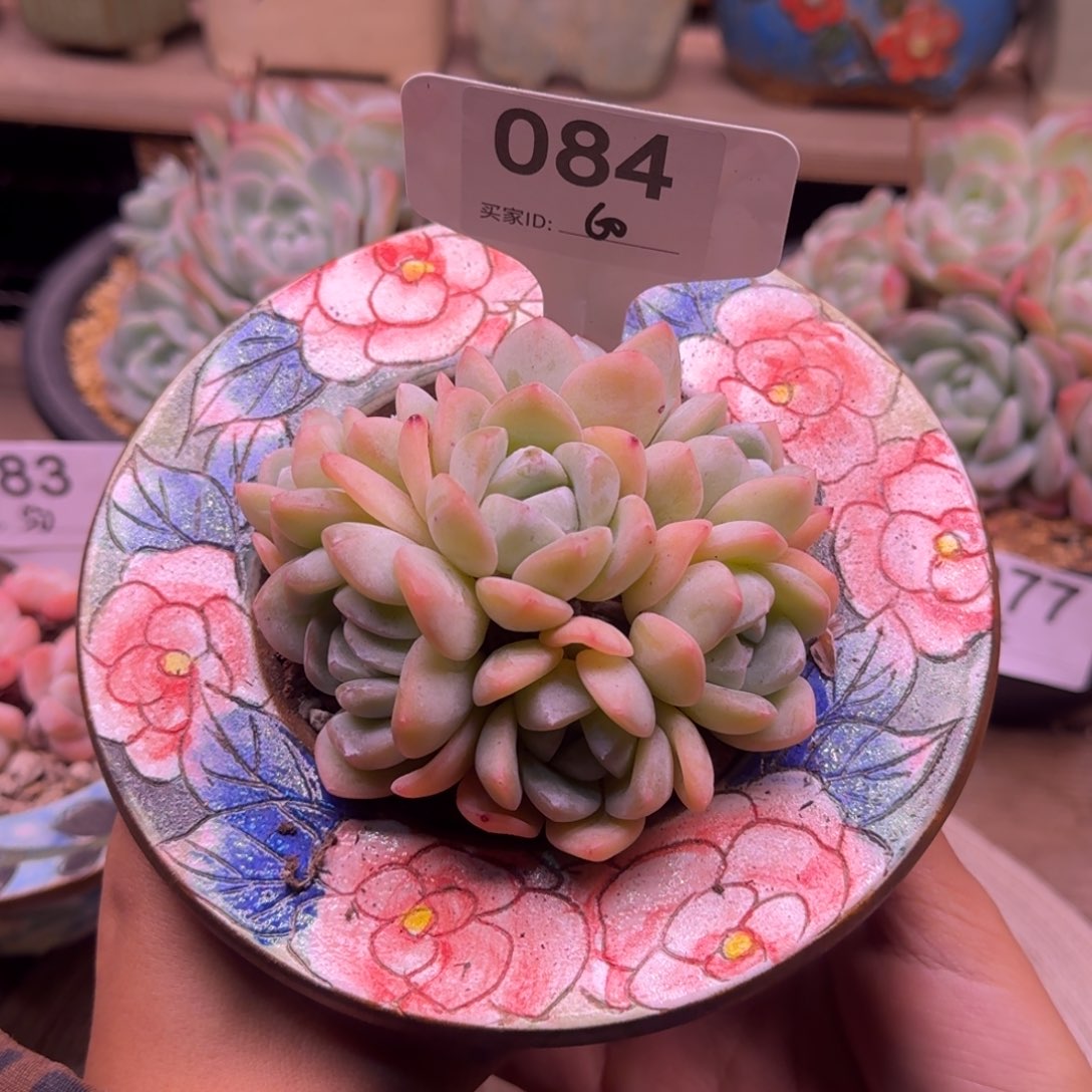 084/趴地手捧8头60