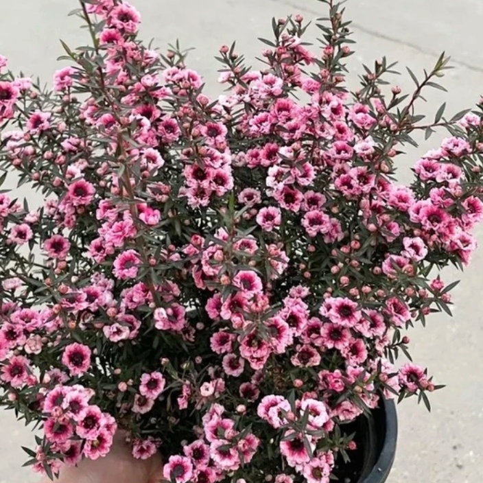 松红梅带花秋冬庭院阳台植物耐寒多色容易养活